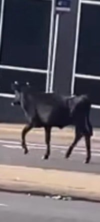 Cleveland Police tweet media