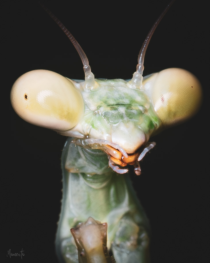 MomentoVisuals's tweet photo. This is Maximo, he likes mulberry trees, flies and is a single boy ready to be cannibalized for the good of his species. #macrophotography #photooftheday @laowa_lens https://t.co/VJjGOge8uC