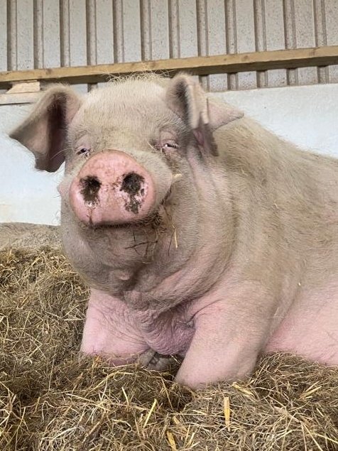 James Dean is not impressed with the rain & wind! ⛈️

He visited the pool briefly and very quickly decided it was not the day for wearing his speedos!

So he chilled out inside munching haylage with all his friends instead 🤗

Please join our care club 🐷
globalvegancrowdfunder.org/pigoneer-2000-…