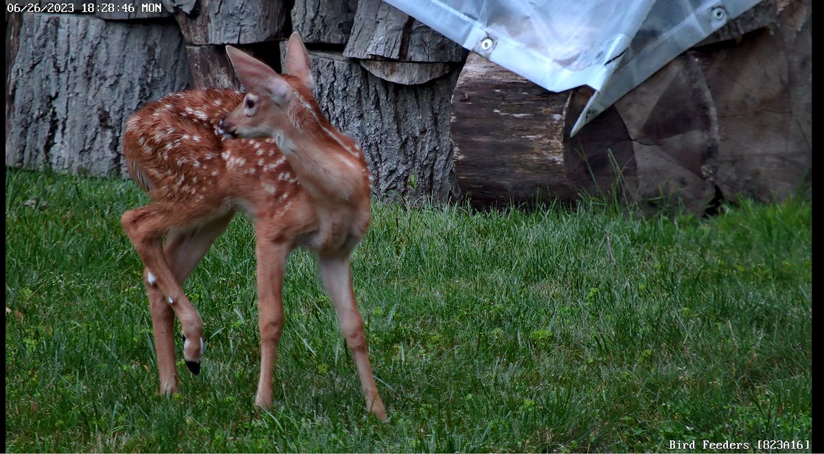 prismperfect's tweet image. I would love the CX410, my whole house interior and exterior is all setup with Reolink cameras. I do have some blind spots in my backyard that it would be perfect for!  I love your cameras for watching wildlife!  #ReolinkHighResolution #Giveaway
