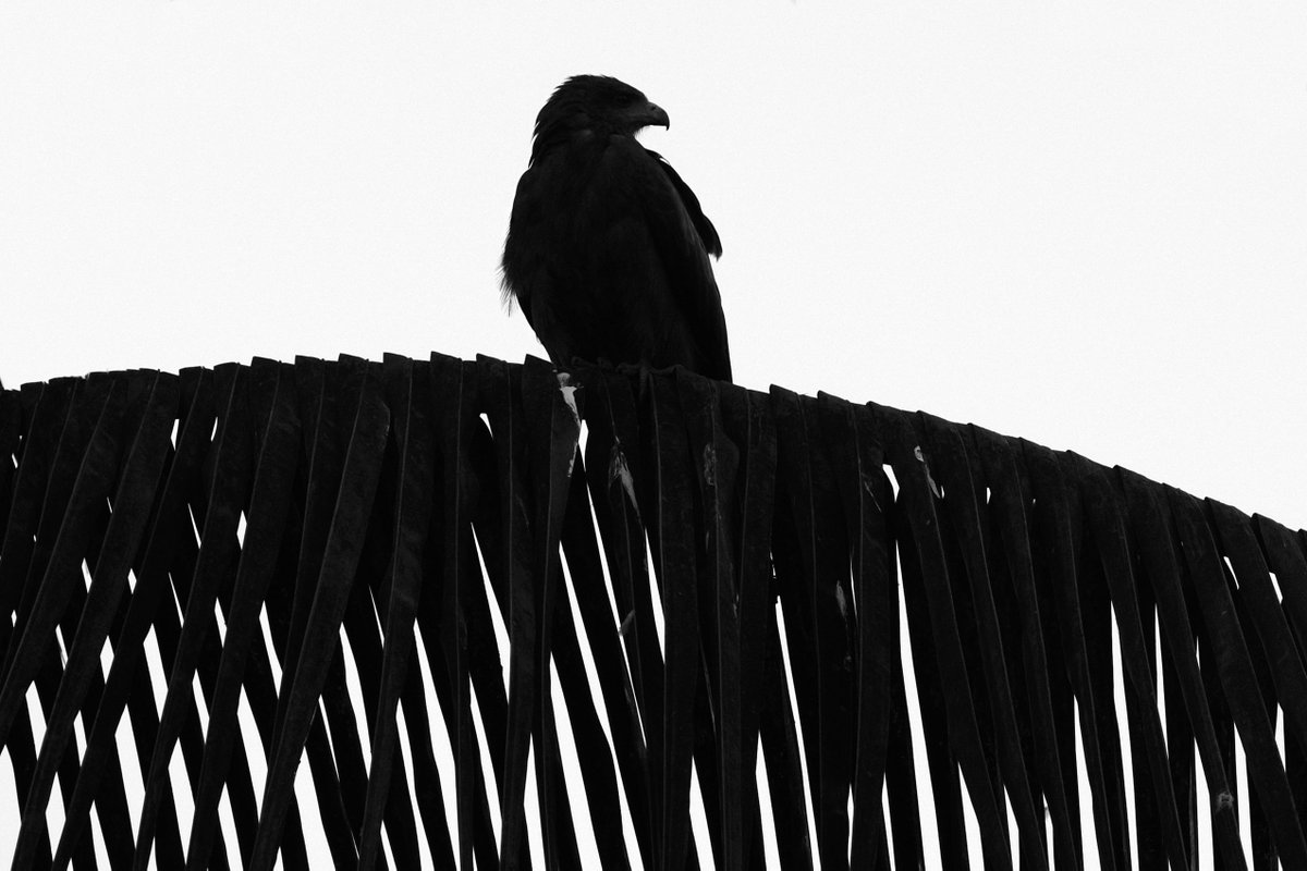 Lars L. Iversen tweet media