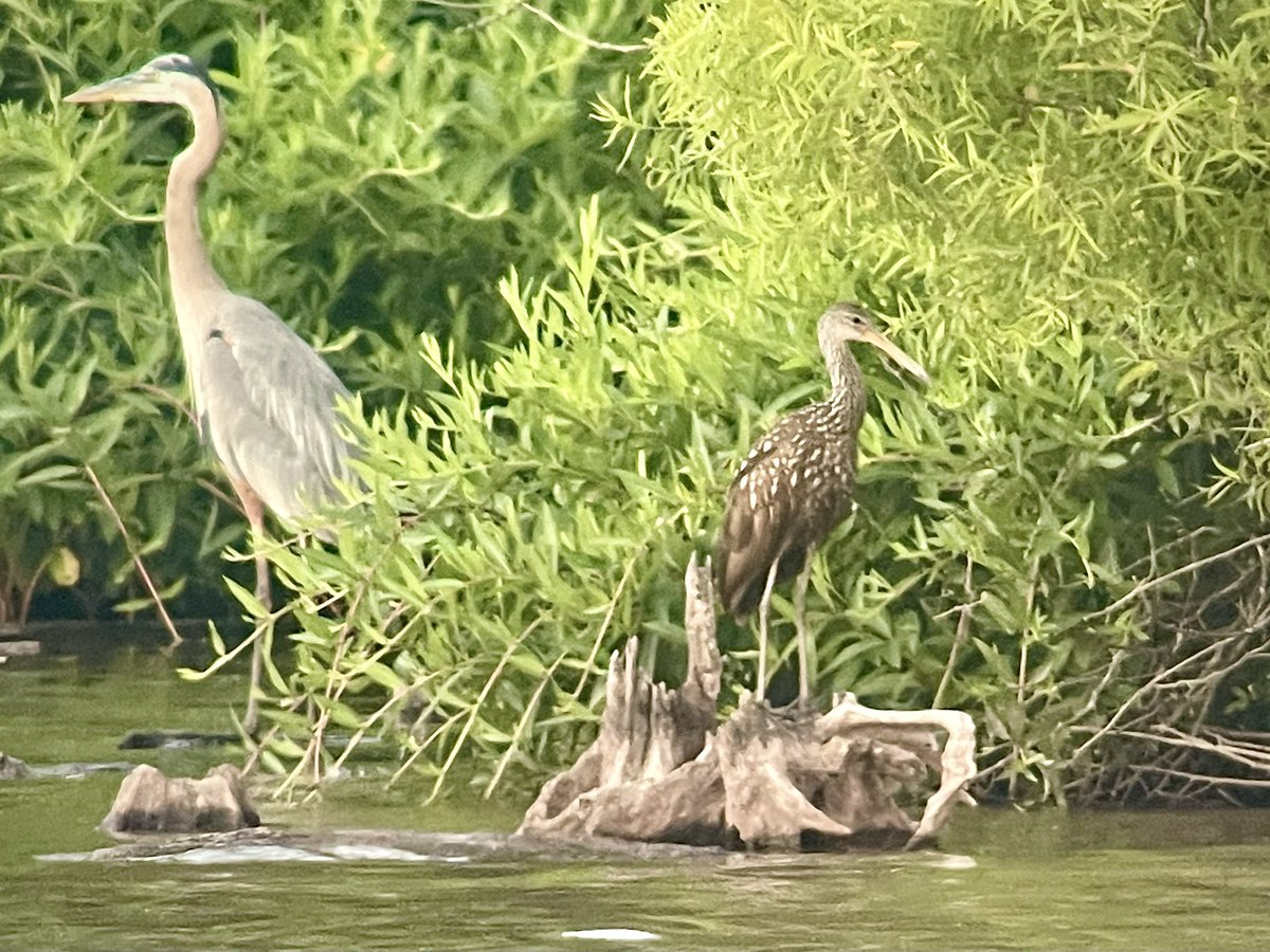 tanichols's tweet photo. Went out to Middle Creek Wildlife Management Area (Lancaster County, PA) after work today to observe the visiting #Limpkin in a little more! #HotLimpkinSummer #ABARare #birding #pabirds https://t.co/hpZzYNEDth