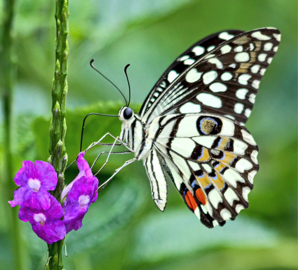 Tareeq Iqbal Mohammed (@tareeqiqbalmohd) on Twitter photo Stunning, Gorgeous, Beautiful
Lime Butterfly
#TitliTuesda
<a href="/IndiAves/">IndiAves</a> <a href="/Avibase/">Avibase (Denis Lepage)</a>
<a href="/naturelovers/">Nature Lovers</a>
<a href="/ThePhotoHour/">#ThePhotoHour</a>
<a href="/photooftheday/">Photos of the Days</a>
<a href="/NatButterflies/">National Butterfly 🦋</a> <a href="/KalyaniMuktevi/">Kalyani Sharma</a> <a href="/KitChitKat/">❄️May Peace Prevail❄️</a>
<a href="/_zareenfatima/">Zareen Fatima زرین فاطمہ</a> <a href="/Lightroom/">Adobe Lightroom</a> <a href="/DavidMariposa1/">David</a>
<a href="/butterflywhisp/">Butterfly Whisperer</a> <a href="/savebutterflies/">Butterfly Conservation 🦋</a> <a href="/BeeAsMarine/">🐝 Dr. Marine TREBAUL Ⓥ𓃟 PhD - #SDGs - #Breton</a> <a href="/TheTiny_Earth/">Nikon Tom</a> <a href="/BeeAsMarine/">🐝 Dr. Marine TREBAUL Ⓥ𓃟 PhD - #SDGs - #Breton</a> Stunning, Gorgeous, Beautiful
Lime Butterfly
#TitliTuesda
<a href="/IndiAves/">IndiAves</a> <a href="/Avibase/">Avibase (Denis Lepage)</a>
<a href="/naturelovers/">Nature Lovers</a>
<a href="/ThePhotoHour/">#ThePhotoHour</a>
<a href="/photooftheday/">Photos of the Days</a>
<a href="/NatButterflies/">National Butterfly 🦋</a> <a href="/KalyaniMuktevi/">Kalyani Sharma</a> <a href="/KitChitKat/">❄️May Peace Prevail❄️</a>
<a href="/_zareenfatima/">Zareen Fatima زرین فاطمہ</a> <a href="/Lightroom/">Adobe Lightroom</a> <a href="/DavidMariposa1/">David</a>
<a href="/butterflywhisp/">Butterfly Whisperer</a> <a href="/savebutterflies/">Butterfly Conservation 🦋</a> <a href="/BeeAsMarine/">🐝 Dr. Marine TREBAUL Ⓥ𓃟 PhD - #SDGs - #Breton</a> <a href="/TheTiny_Earth/">Nikon Tom</a> <a href="/BeeAsMarine/">🐝 Dr. Marine TREBAUL Ⓥ𓃟 PhD - #SDGs - #Breton</a>