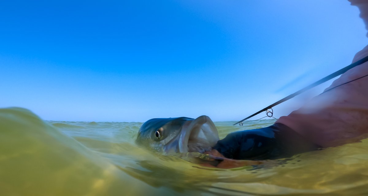 Flats striper. #CapeCod #striperonthefly