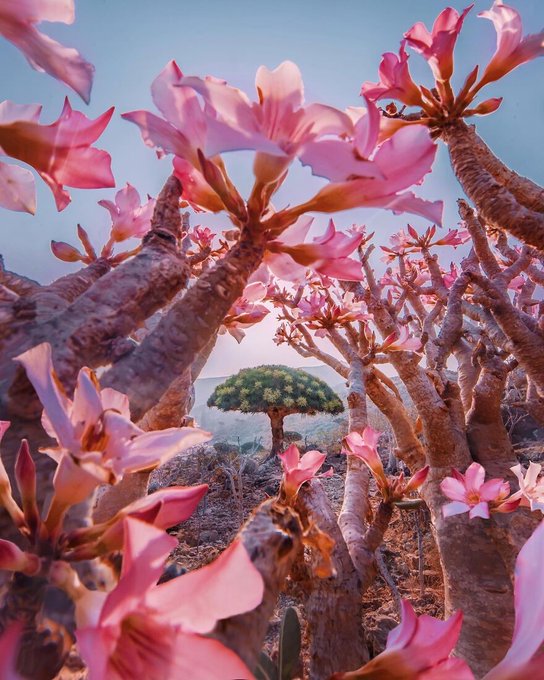 Socotra Island in Yemen has been described as "the most Alien-looking place on Earth." In 2008 Socotra was recognised as a UNESCO World Heritage Site.