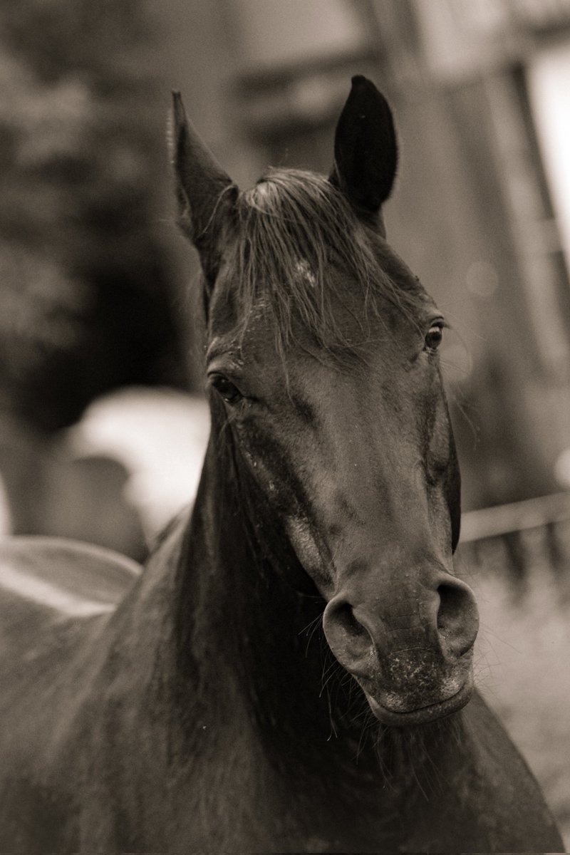KevinLacoste87's tweet photo. #portrait #life #travelphotography #canon #ig #selfie #landscape #fotografia #stunning #sunset #portraitphotography #lifestyle #photographylovers  #photooftheday #photography #photo  #50mmlens #cannonreblet7 #cannonphotography #lightroom #horse #horsephotography #farmlife https://t.co/WdHSJMliwO