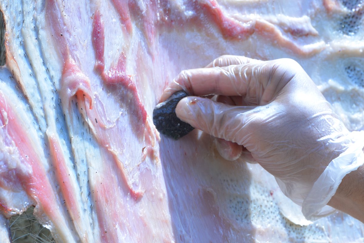 Today at Monrepos, we undertook experiment on fresh hide using the same variety of quartzite used by Aterian groups (MSA) at Rhafas cave, Northern eastern Morocco !