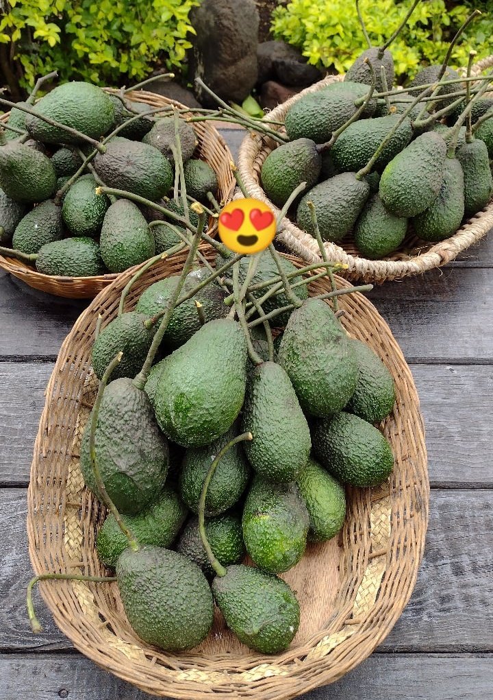 El_PanzaVerde's tweet photo. @_Kevinn0 En mi casa tengo 1 palo de aguacate Hass no pasa de 2 metros de altura y cosecho un de 90 aguacates. https://t.co/NdKsZcjwUI