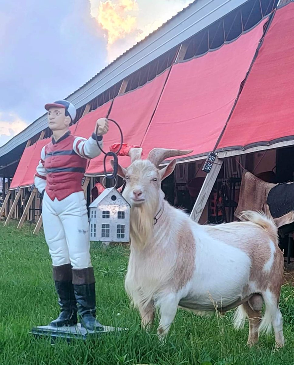 CcPerkinson's tweet image. #JeffersonTheGoat seems to think he should be a show 🐐 😀😳😆😍 #perkinsonracingstables