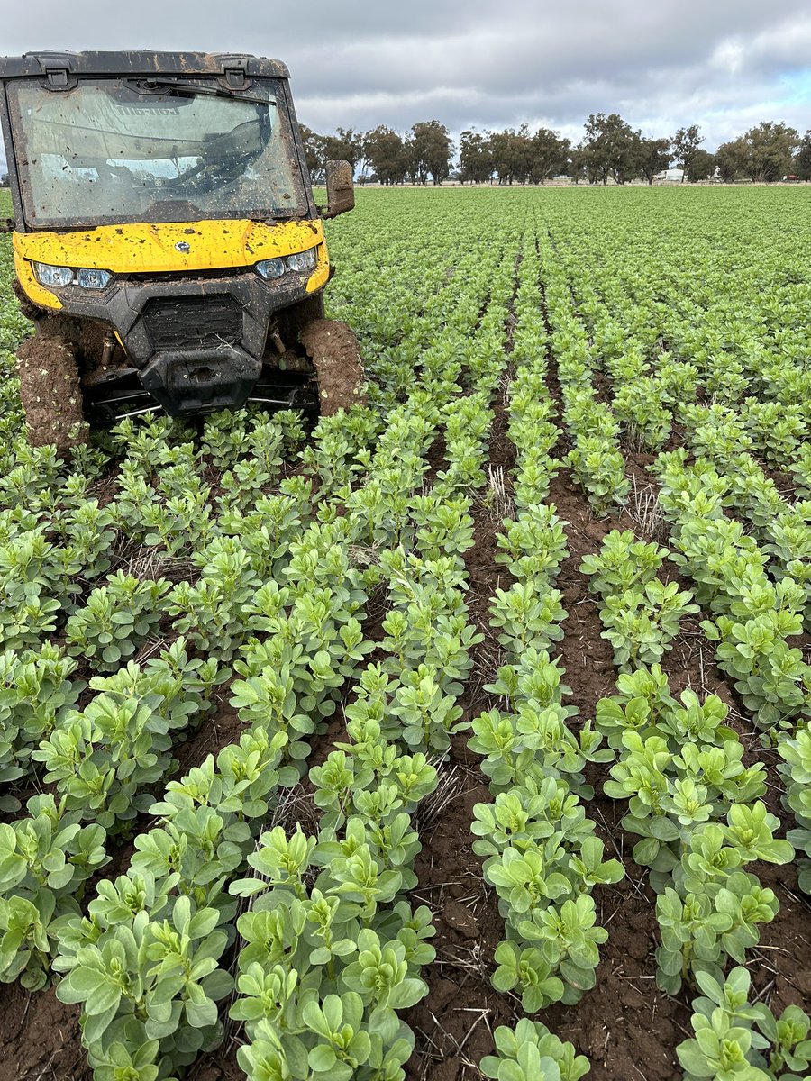 Grassroots Agronomy tweet media