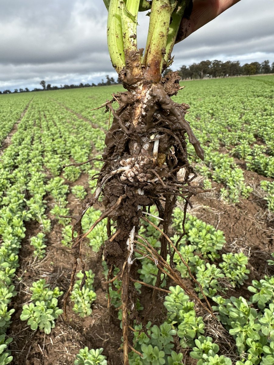 Unplanned sowing rate trial meant the Samira faba beans went out at 200kg/ha. Be interesting to follow the crop through to harvest & beyond. Looks pretty solid on a very wet profile. @joggy51 @myallpark