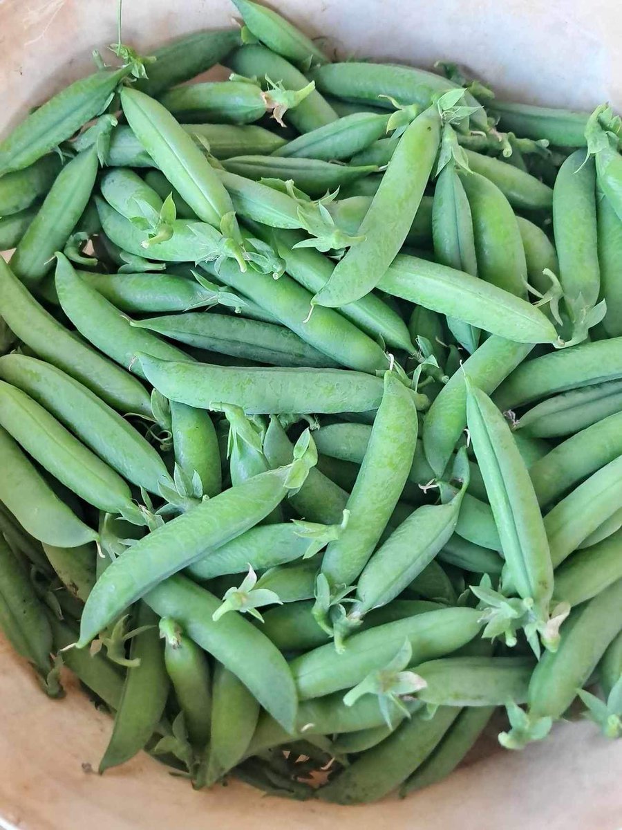 lutajobe's tweet photo. Inaugural Great Aussie Pea week😉
10th - 17th July
I hope we get enough money to buy some more boots🤣🤣
#preyingoverpeas
#eatmorepeas
#givepeasachance
#hortispooragsector
#qldag
@AUSVEG @NationalFarmers @QldFarmers @DAFFgov https://t.co/OORgLUj8Qt