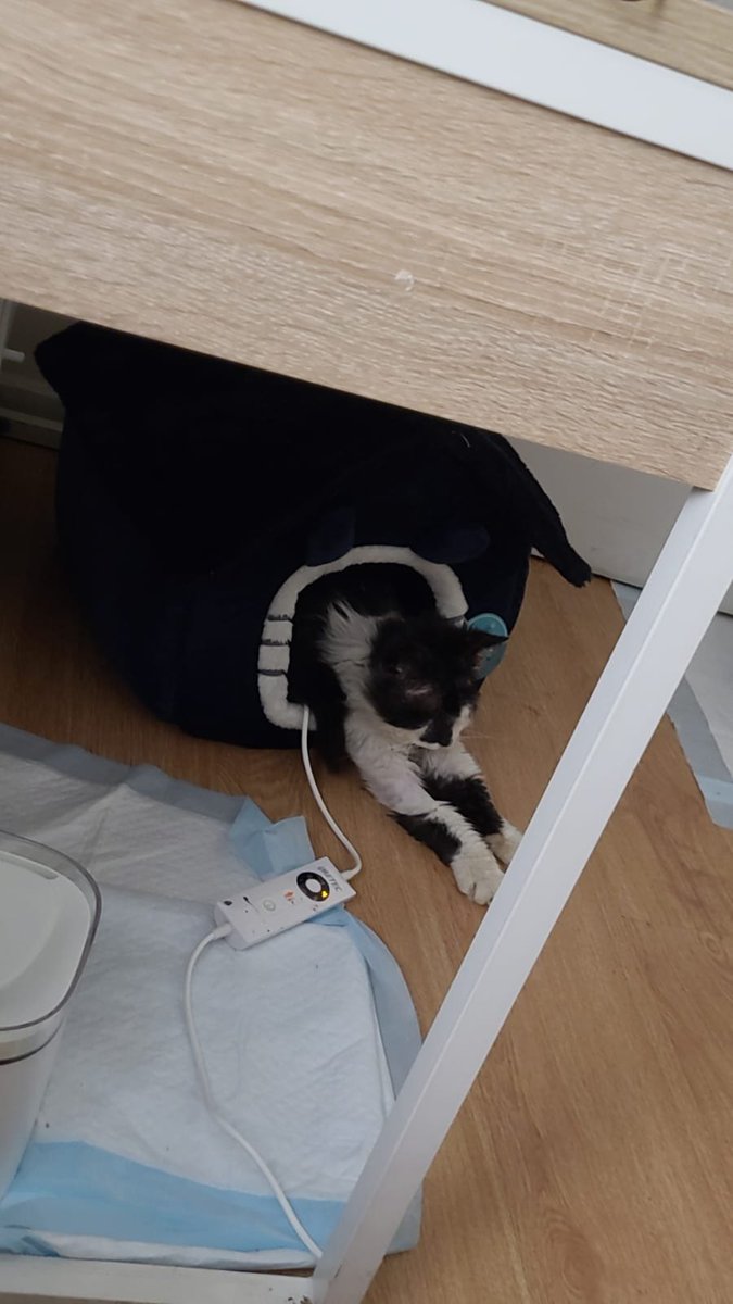 Seferene's tweet photo. URGENTE!! se escapó gatito Baco a su cuidadora en Las Condes, sector Camino El Alba. Es fácilmente reconocible por sus heridas en el cuello y porque corre con dificultad, se va de lado, por favor revisar rincones de sus jardines porque tiene a esconderse https://t.co/InttOSjI8F
