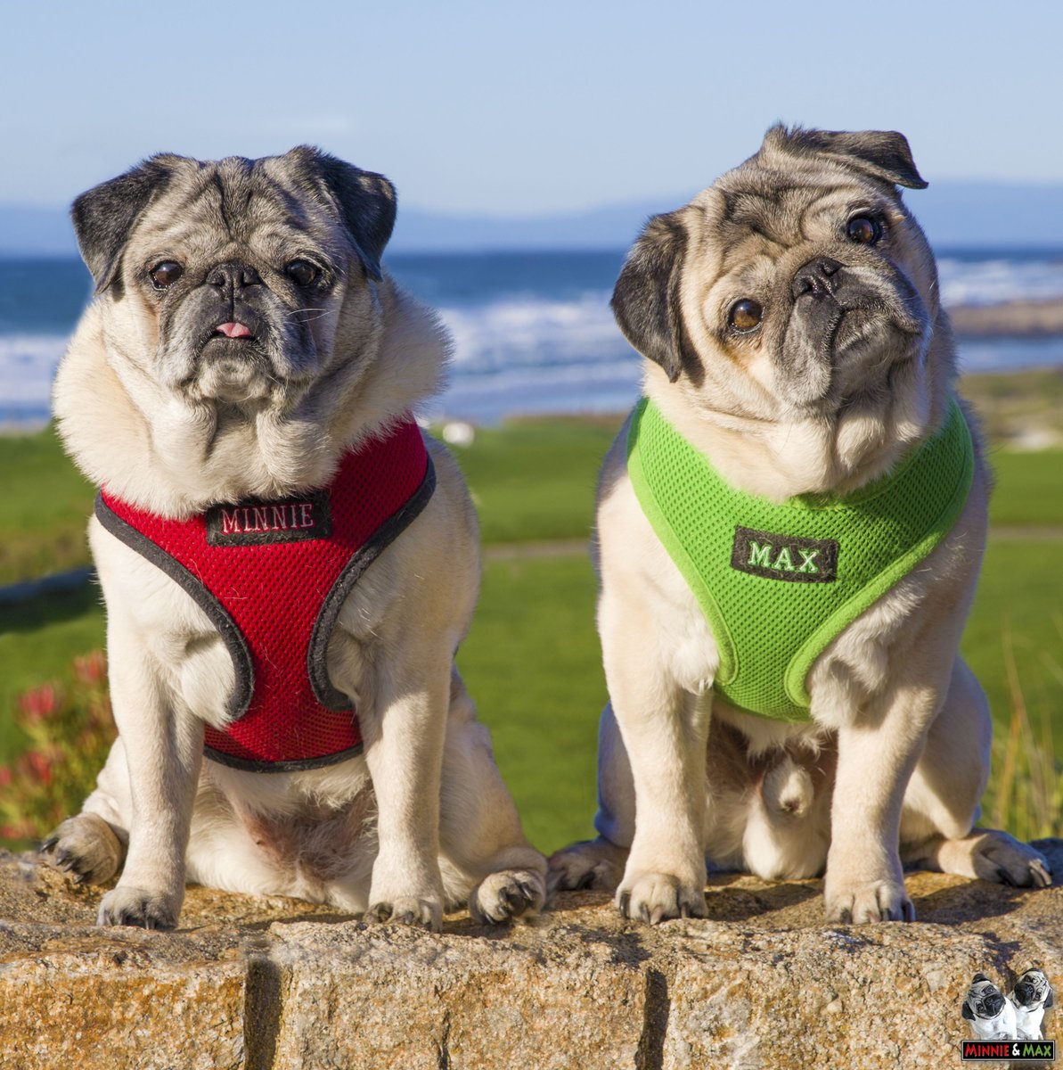 MaggieMiloPugs's tweet photo. I used to get Minnie and Max to tilt their heads for photos by asking them questions. Later in life, Minnie could no longer hear.  Her eyesight always remained excellent. 👀

(I recommend regular eye exams for pugs and similar breeds.) #RIPMinnieAndMax🌈❤️💚 #MinnieAndMaxFacts https://t.co/zNm47A3gUM