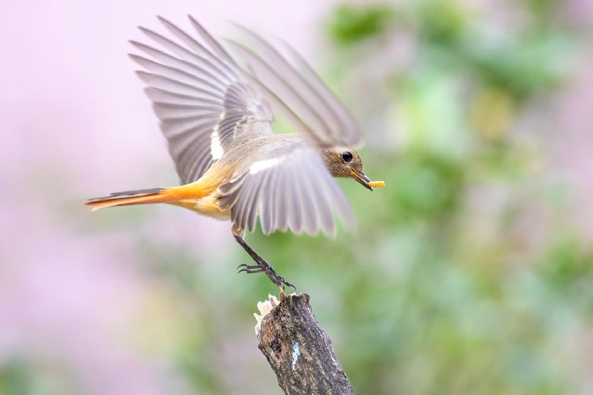 Birds🐦 exhibit a wide variety of colors, feathers and behaviors. Through photography📷, we can capture their graceful flight, moments of prey capture, and scenes of them living in their natural environment.
#photography📷 #birds🐦