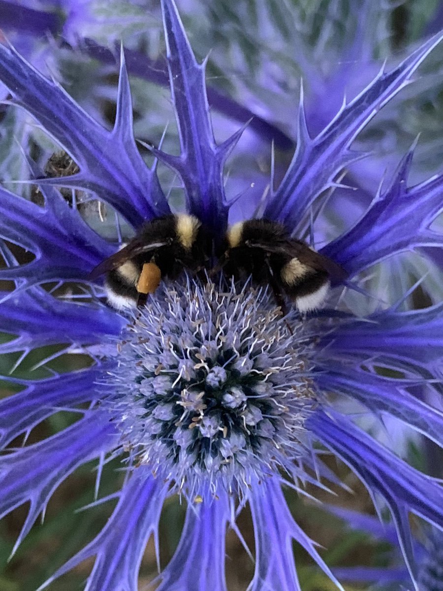 Date? These two decided to have a sleepover in Eryngium 'Big Blue' tonight 🥰