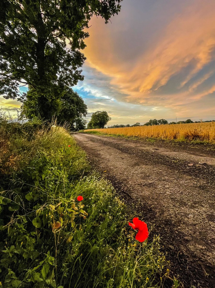 lanmijo's tweet photo. After the rain and a pretty sky #treeclub #poppies #wildflowers #countryLane #stormClouds #fieldsOfBarley #landscapePhotography https://t.co/7HD7ltnGoh