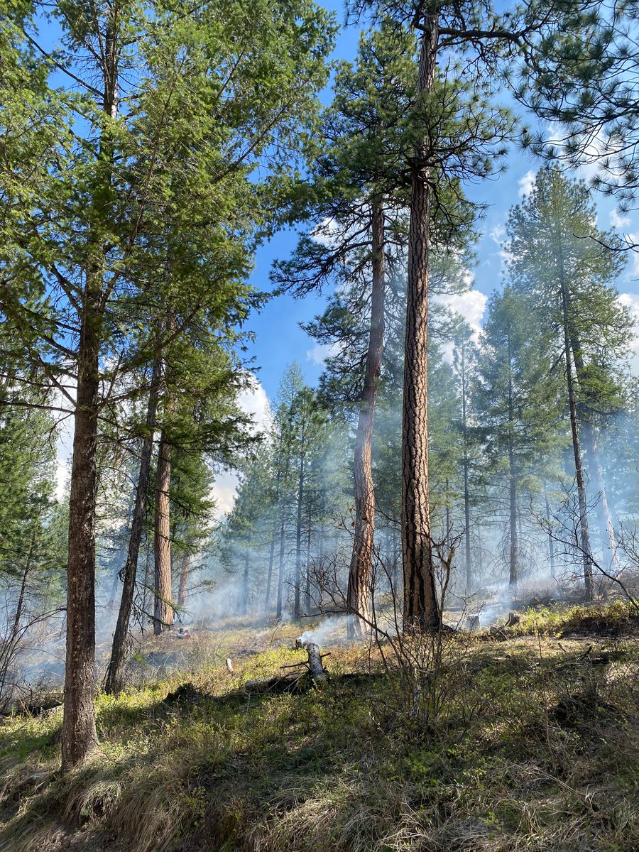 czechglobe_offi's tweet photo. Přírodní požáry jsou přirozenou součástí  ekosystémů  v oblasti Lolo National Forest v Montaně a řízené vypalování se zde používá jako nástroj pro snížení  možnosti vzniku nekontrolovaného požáru. Řízeného vypalování se zúčastnily kolegyně věnující se výzkumu přírodních požárů. https://t.co/qQZtPoMcbU