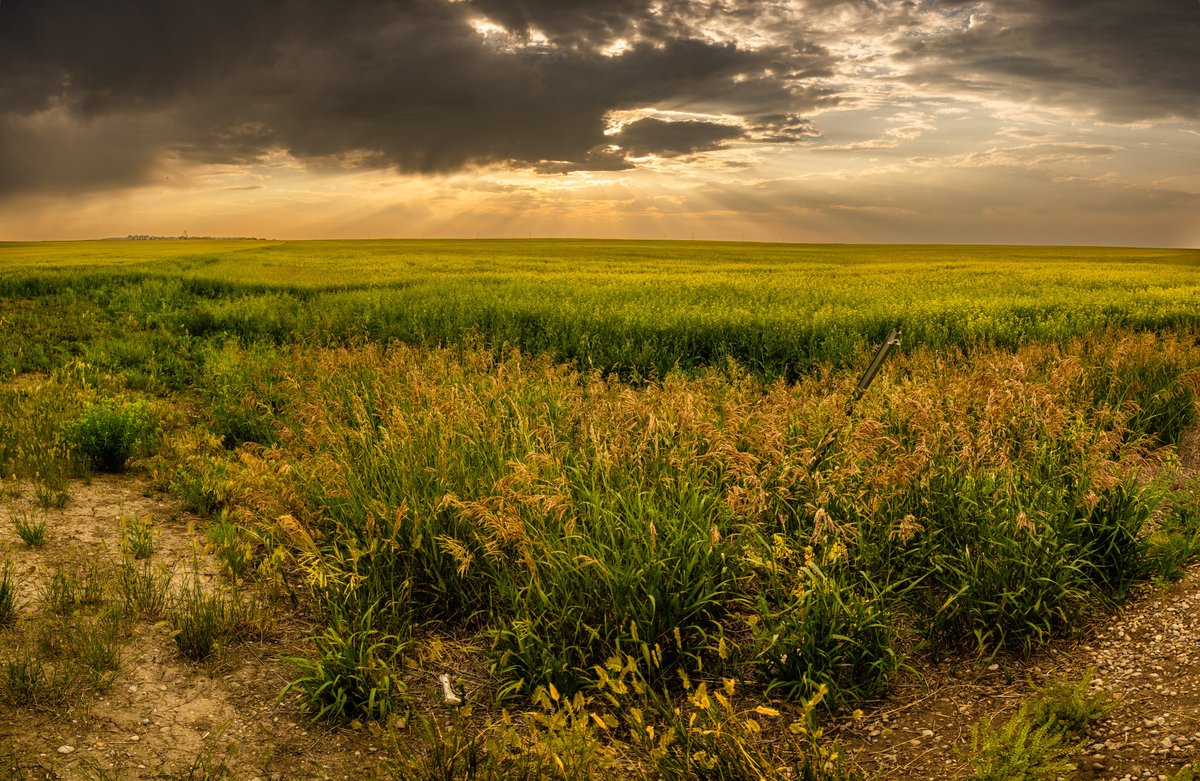 It was a great sky last night.  Canola was looking for some rain.  Near Magrath, a view from the road. <a href="/canolacouncil/">Canola Council of Canada</a> <a href="/AlbertaCanola/">Alberta Canola</a> @SaskCanola <a href="/WardToma/">Ward Toma</a>
