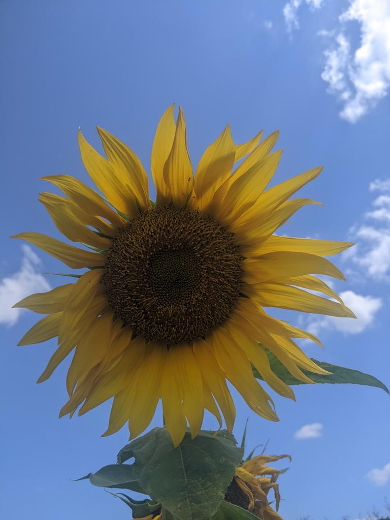 ғroм ιтѕ orιgιn... 
#MissionImpossible #photography #Pixels #google #Sunflowers #ErasTour #captured #EXIST_OutToday #dontbuythesun #Mood #Dylan_creat