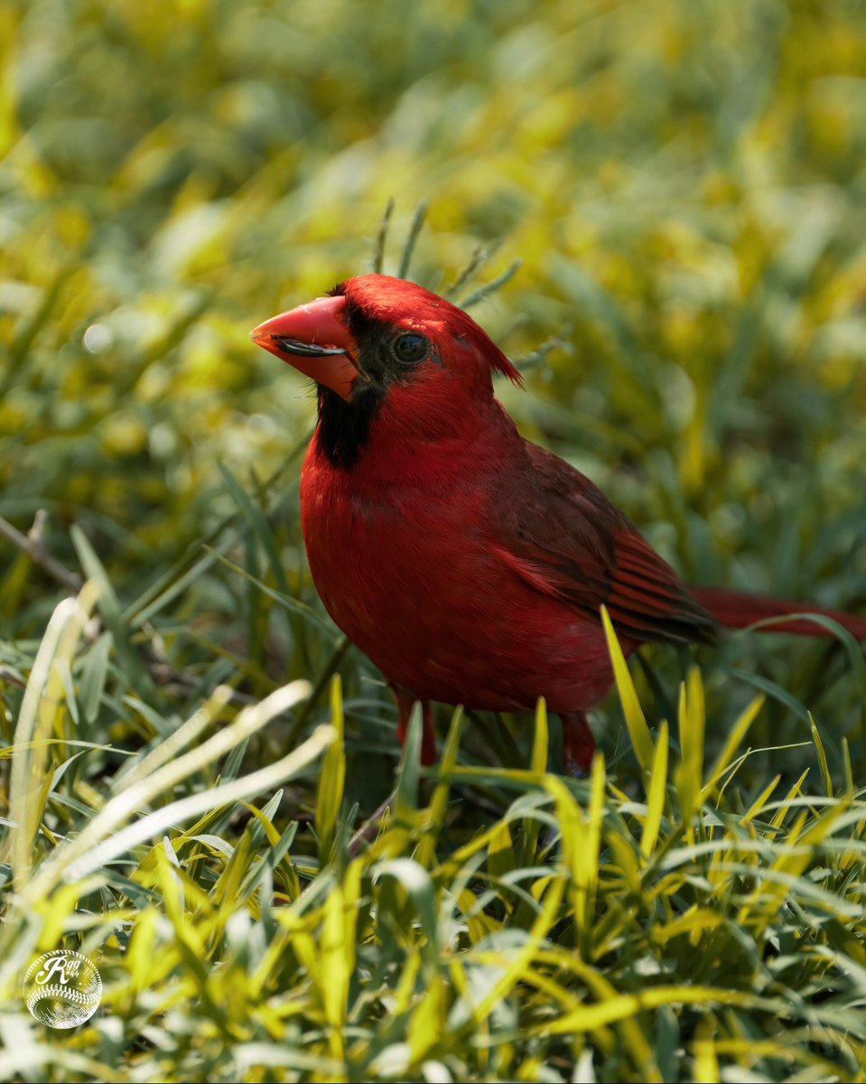 El Visitante de Lujo esta mañana en mi casa 🏡 
Posó sacando la Lengua 😛.
Después 3 tipos de Cardenales Norteños
#hummingbird
#colibrí 
#birds
#aves