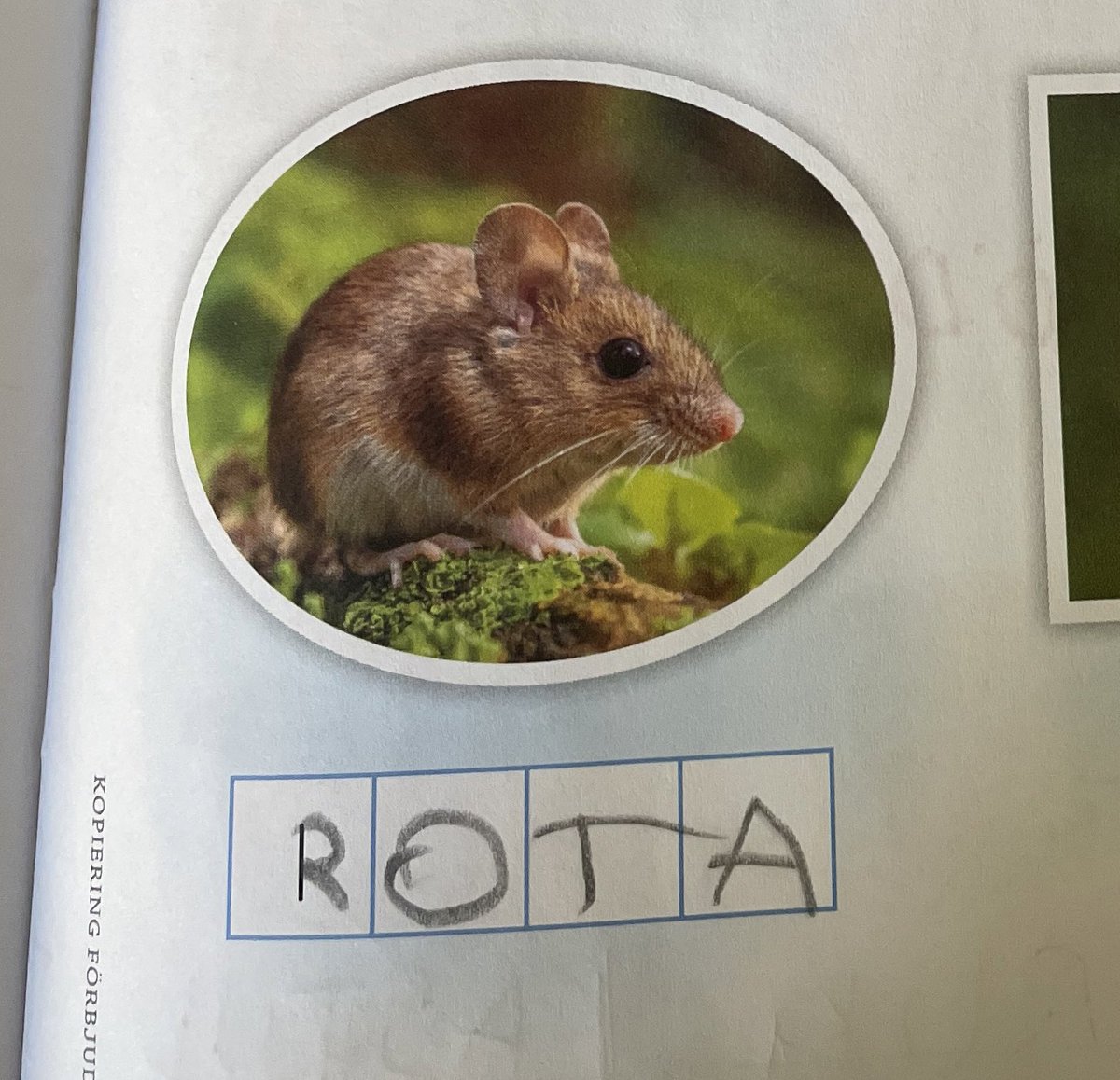 nordeuropas äldsta avbildning av en semla tweet media
