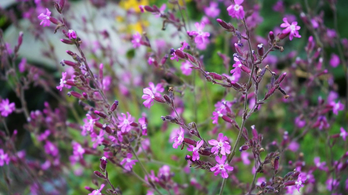 Tuinbloemen #zomer2023