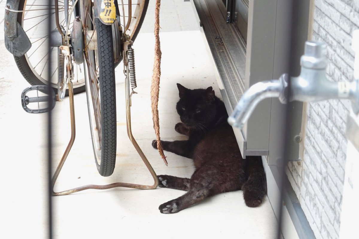 rep1ay's tweet photo. 涼しい場所 の、ねこ。
#ねこ #のねこ #のら #そとねこ #猫 #cat #涼しい場所 #coolplace https://t.co/2Y3UQbwJXr