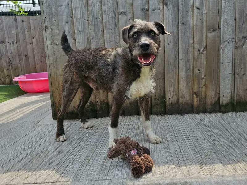 AdoptionsUk's tweet photo. Please retweet to help Ramsey find a home #CARDIFF #WALES 
Affectionate, Spanish Water Dog Cross aged 5-7. He needs a quiet, adult home as the only pet.  Please read full details or share to help. 

DETAILS or APPLY👇 https://t.co/Yct23Y5HJB
#dogs #pets #animals #AdoptDontShop https://t.co/2au98mjvOn