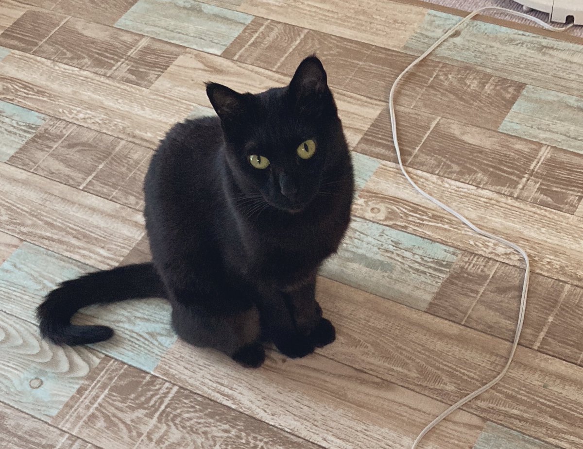 おはようございます☺️

きょうの、あんこ

 ＼まま、きょうもひとりでしゃべるの？／ https://t.co/Jxa5MGIbrA