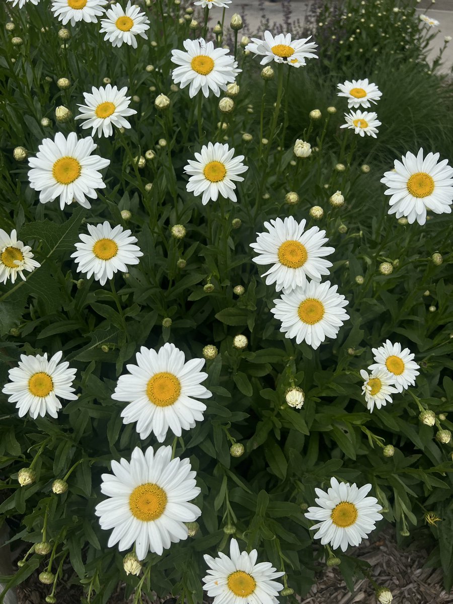 jessicakevibes's tweet image. Got you flowers ☺️