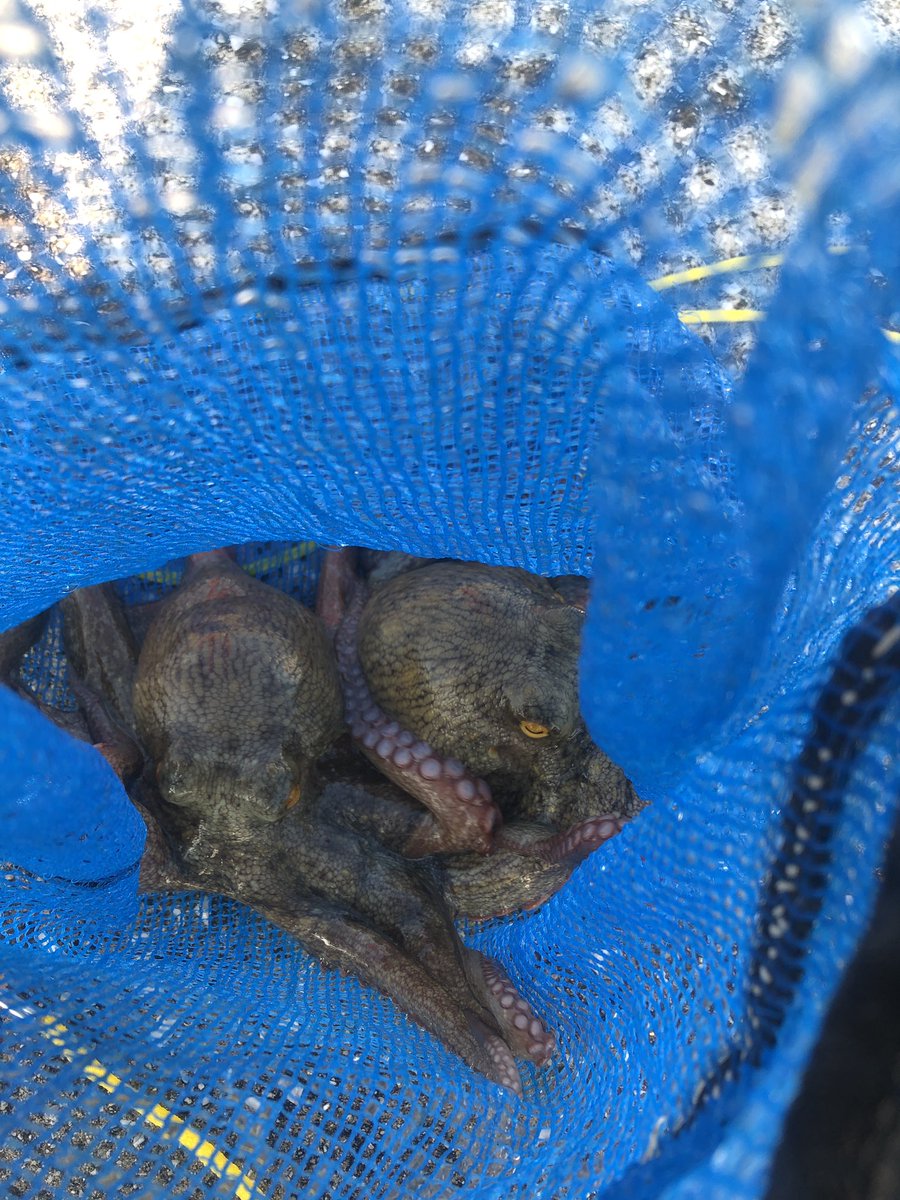 今朝は500g前後を2杯🐙
開始早々に良型2杯バラシで最悪のスタートやったけどどうにか最低限キープ。