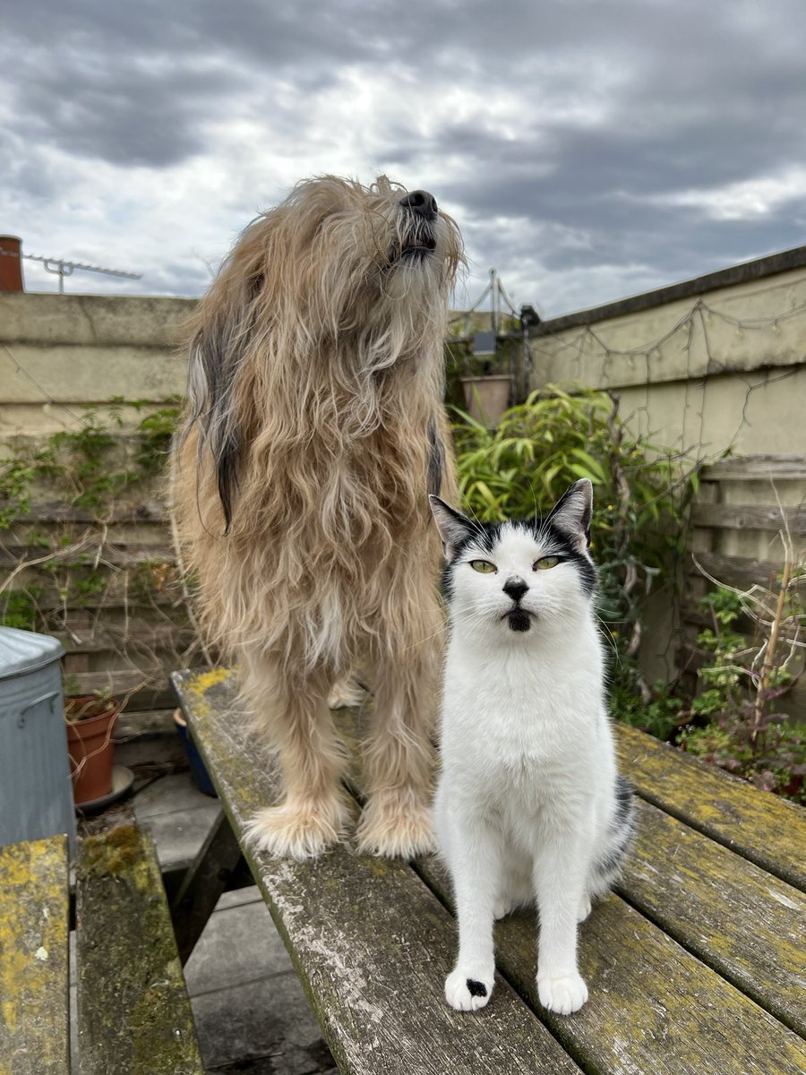Be That Dog! tweet media