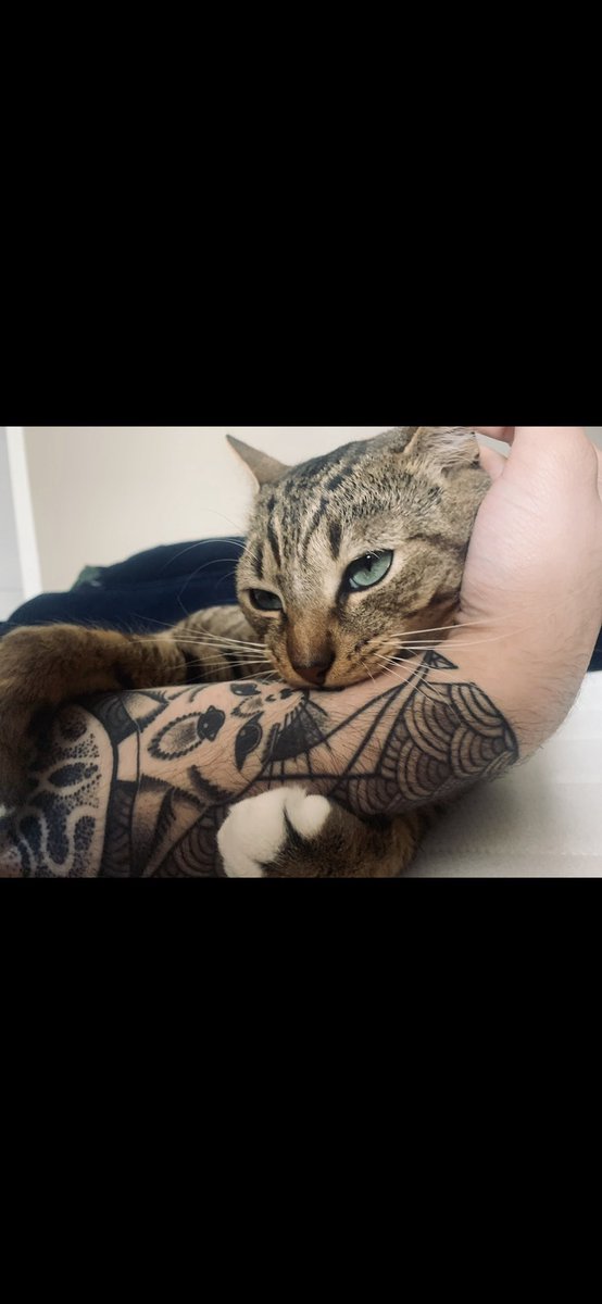 Je le dis haut et fort, j’ai les plus beaux chats