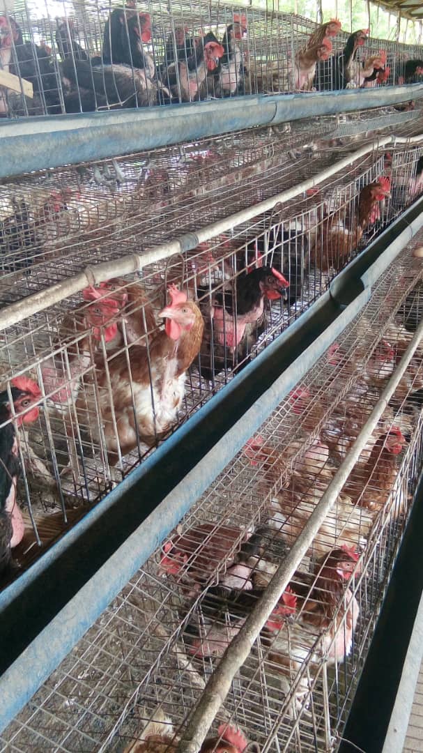 timinipereAbaba's tweet photo. I have 2000 old layers birds for sale in  Abeokuta at affordable price. Interested buyers can Contact 08051143633 for more details and prices. 

Iyana ipaja Rerun Tompolo Congratulations Mr President https://t.co/IMMEhkcMV2