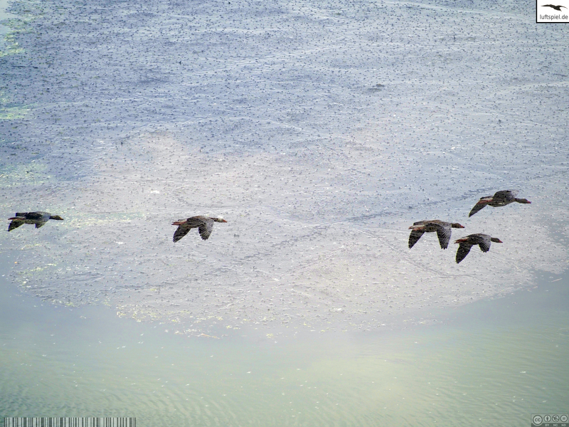 luft_spiel's tweet photo. #Birds #blue #duck #Ente #green #Himmel #Mehrfachbelichtung #MultipleExposure #MultipleExposure #Natur #nature #Sky #Vögel #Wasser #water

https://t.co/AfAOSKFSRH https://t.co/Dy4kT0kTSx