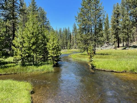 wildland_zko's tweet image. Was just in Western Lassen County. It is dry in the sun, but cool in shade. Meadows are very wet, normally seasonal creeks are gushing. Weather and fuels conditions in the high country are generally still within underburning prescriptions. /1