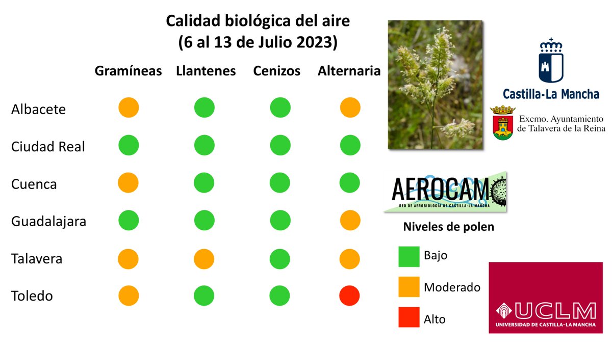 polen_CLMancha's tweet photo. Riesgo moderado de alergia a polen y esporas de Alternaria 🍄en Castilla-La Mancha. El polen de gramíneas 🌾 alcanza niveles moderados, aunque su concentración en el aire ha disminuido respecto a la semana anterior.  Niveles moderados de llantenes en Talavera de la Reina. https://t.co/wqfTDqQZ2t