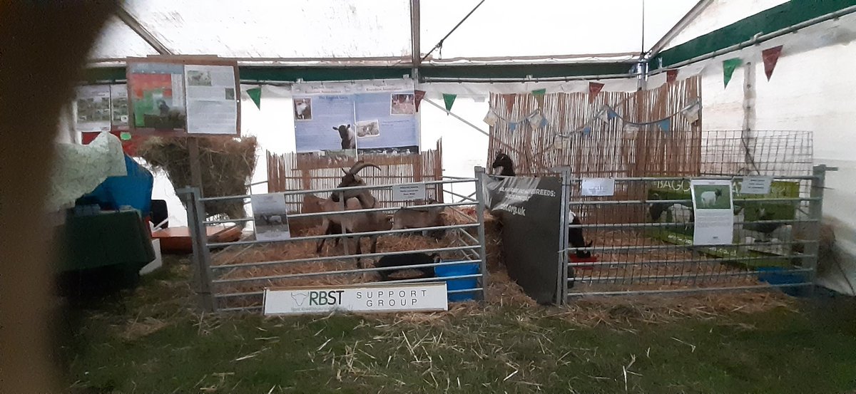 All set up at The Great Yorkshire Show with Kenside Swift and Wilde Farm May, thanks to Dave Wilde of Wilde Farm. Looking forward to fielding lots of questions about English Goats over the next 4 days! #gEnglishgba   #gonative #goats
