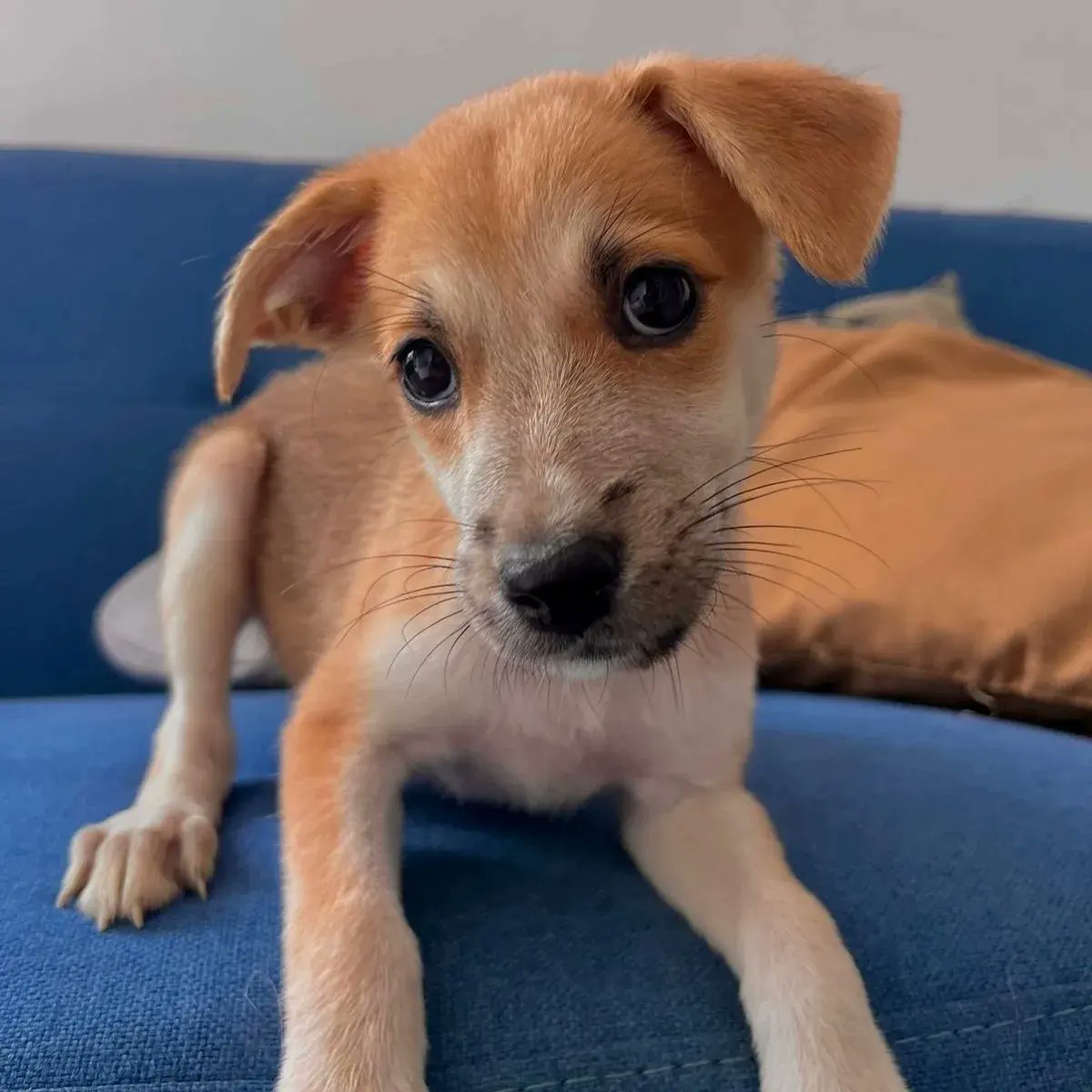 yoamoanimales's tweet photo. El amor tiene 1 corazón enorme y muchos lametazos.
Tenemos 3 cachorros listas para ser adoptadas,  se las entrega con la 1ra vacuna , 1 beca de entrenamiento canino y con el 50% cobertura de ña esterilización. 
Deseas adoptar? https://t.co/8SUpuZ5r03