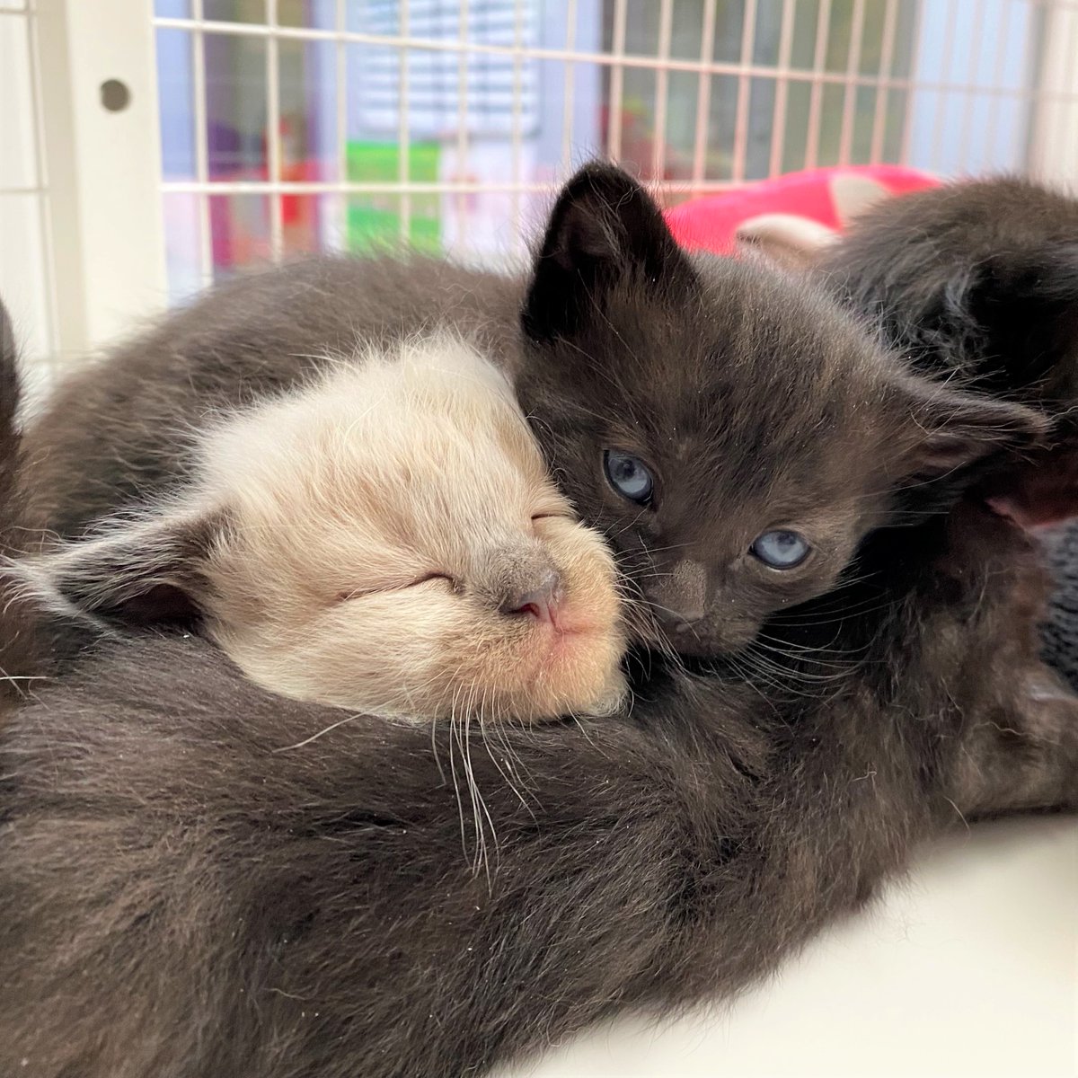 RoiceHurst's tweet image. What better way to celebrate #NationalKittenDay than to sign up to foster a litter of kittens?! 😻Sign up and learn more at RHhumanesociety.org/foster.