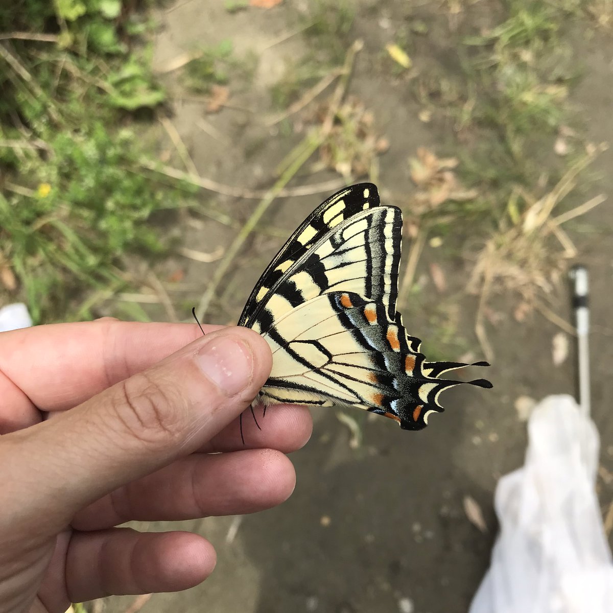 A quick jaunt to the swimming hole yesterday and picked up a bunch more species for our #vtbutterflyatlas block!

If you’re butterfly-ing in Vermont, don’t forget you can record effort via surveys on @eButterfly_org