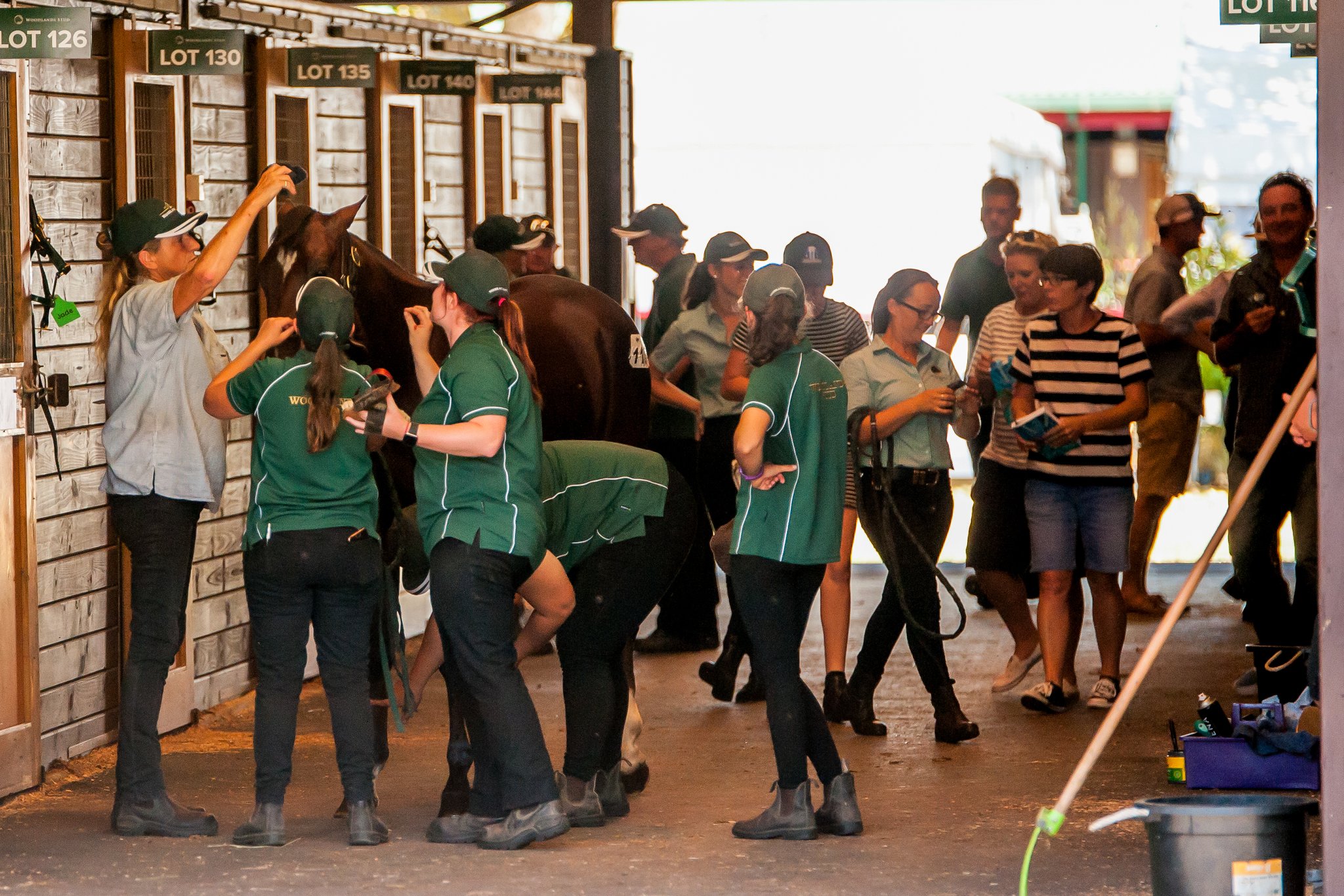 NZB Standardbred on Twitter "Team work makes dream work 🤩🙌 Entries for