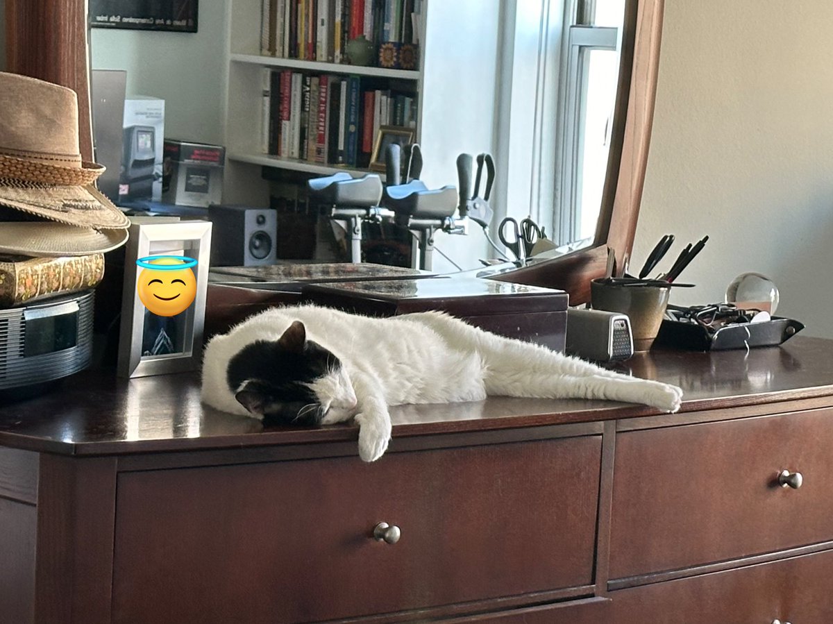 cmp381's tweet image. My gatito making himself comfortable on the cabinet. Silly cat!

I wish I could post this on Threads but every time I try to add a picture it crashes on the iOS 17 beta. Hopefully that will be fixed on the next update. 

See you there! 
Same as here @cmp381 💕