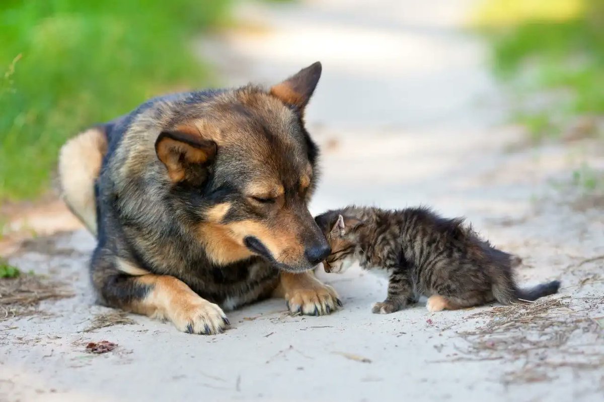 PerroUsuario's tweet photo. No me avergũenza mostrar que amo a los animales. Me avergũenza formar parte de la especie que los maltrata y les causa sufrimiento. https://t.co/2hfb8lJwny