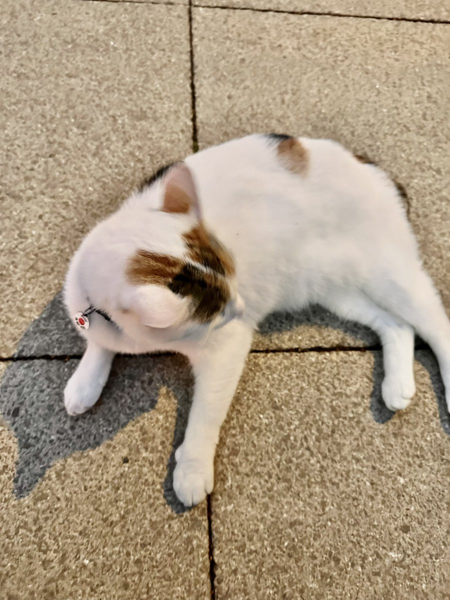 There’s a great move towards therapy dogs in the emergency services and schools, but tonight at #synod I was blessed with a visit from the #therapycat @synod #buddy #cattherapy