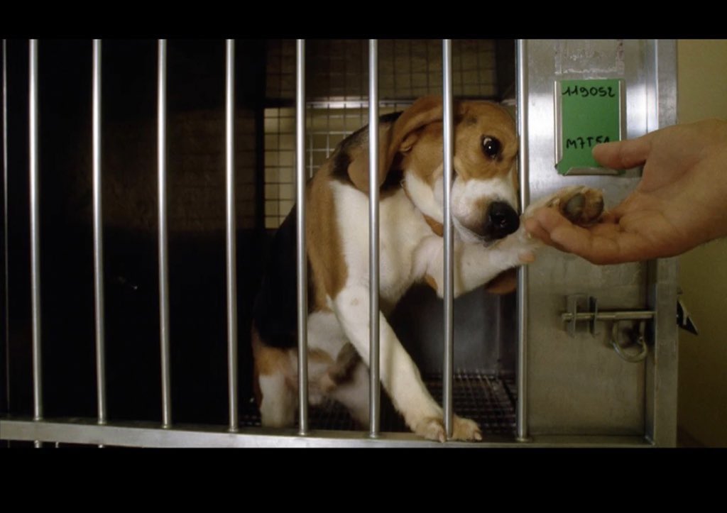 FreetheBeagles tweet picture