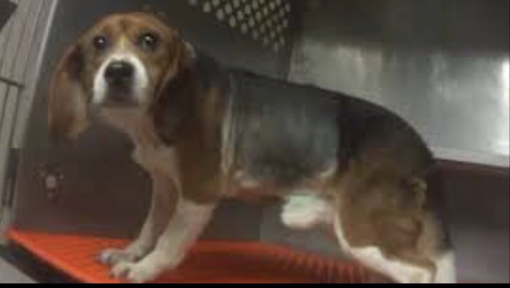 Ban Lab testing on Beagles in the UK 🤍 🐾 🤎 tweet media