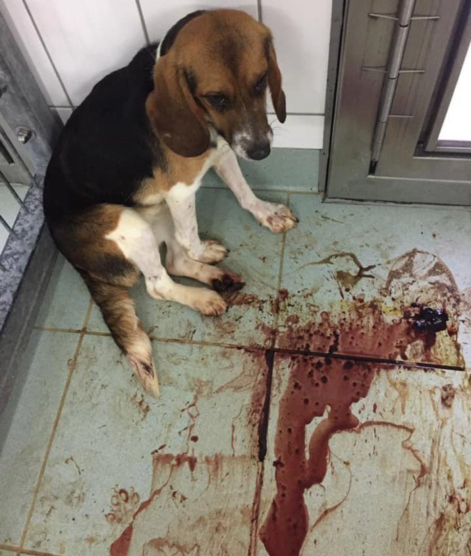Ban Lab testing on Beagles in the UK 🤍 🐾 🤎 tweet media