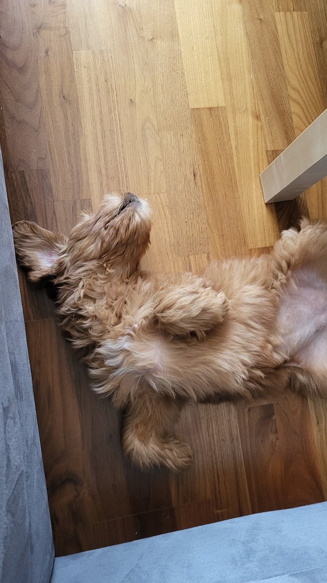 IsAlwaysHisPath's tweet image. Sydney.⠀

Puppy is taking all my time but I promise I will be more active soon !

Puppy pic :&amp;gt;